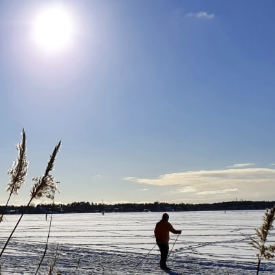 Solen skiner över skidåkarna på Gammelstadsviken i Helsingfors på fastlagssöndagen. 