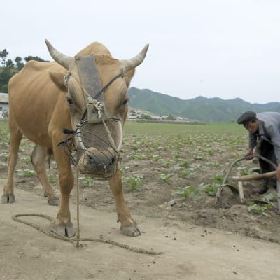 Jordbruk i nordkorea