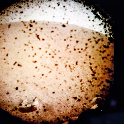 Nasan InSight-luotaimen kuva Marsista 26. marraskuuta 2018.