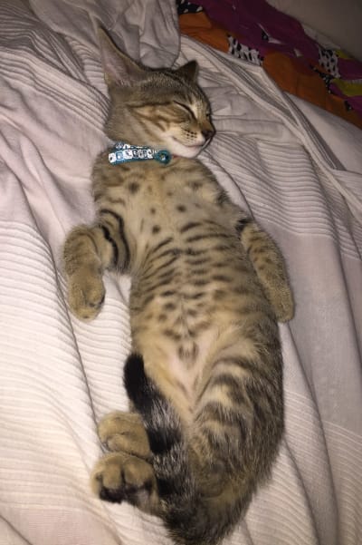 Brungrå katt med mörka ränder ligger på rygg i en säng.