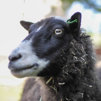 Ett får i närbild tittar förbi kameran. Fåret har mörkgrå ull men ljus mule. I ena örat har fåret en grön markering.