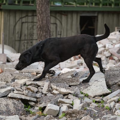 Musta koira nuuhkii maata betonilohkareiden seassa