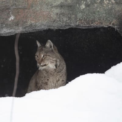 Ilves istuu  kallionkielekkeen alla. Edessä on lumikasa. 