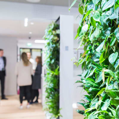 Gröna växter bildar en vägg i ett kontorslandskap.