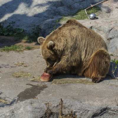 En av björnarna på Högholmen avnjuter en fryst köttklimp. 