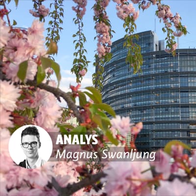 Europaparlamentet med blommor i förgunden.