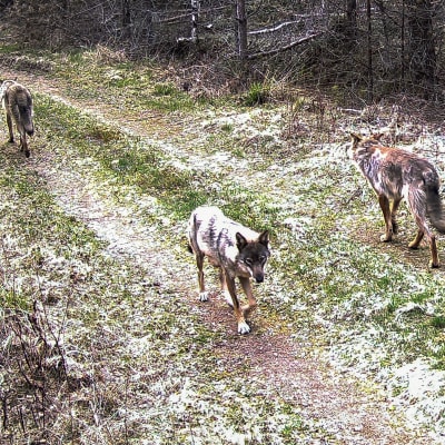 Heli Urpon karjatilan liepeillä riistakamera tallentanut kolme sutta kävelemässä peltotiellä Keväällä 2021. Paikka Nousiainen, Varsinais-Suomi.