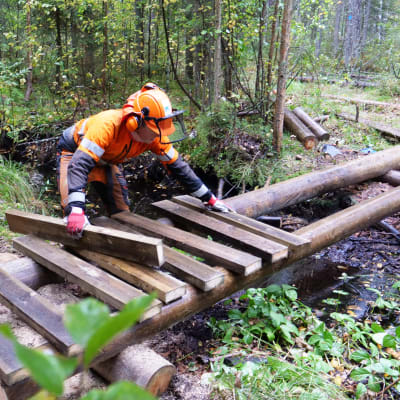 Metsässä vaeltajille rakennetaan uutta siltaa polulle