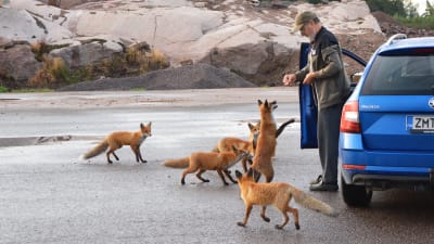 En äldre man står utanför en blå personbil och matar rävar. Fem rävar är samlade kring honom. En av dem står på bakbenen, redo att ta emot en korvbit.