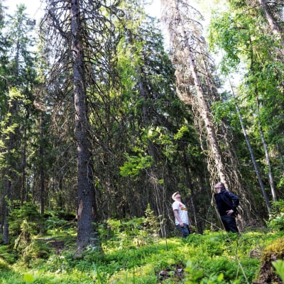 Kaksi miestä seisoo vanhassa metsässä, jossa kasvaa suuria kuusia, joista osa on kuoriaisen vahingottamia ja kuivuneita.