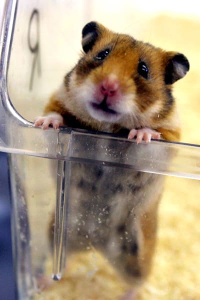 En hamster som står på bakbenen och tittar upp ur en genomskinlig plastlåda. 