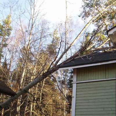 puu on kaatunut talon päälle