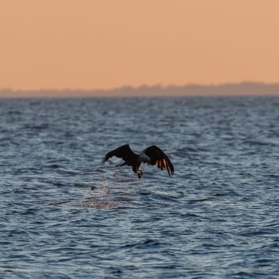 Havsörn flyger över havet och tar en ejderunge.