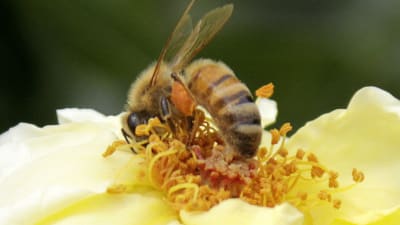 Ett bi samlar pollen från en ros i trädgård i Japan