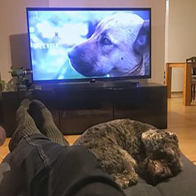 Koira nukkuu television edessä, vieressä ihmisen jalat, tv-ruudussa lähikuvassa koira.