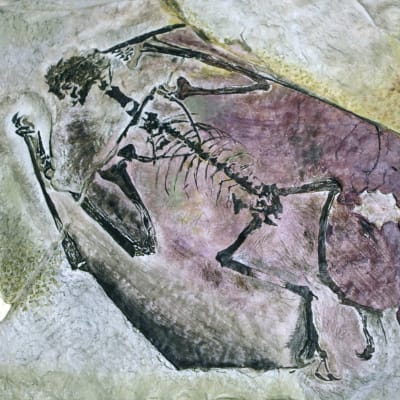 Det fanns över 20 miljoner objekt i museet, bland dem dinosauriefossiler som har hittats i Sydamerika