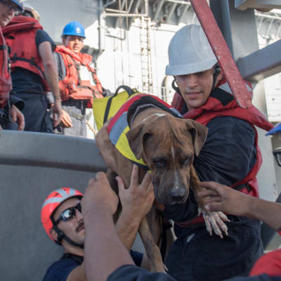 Den amerikanska flottans soldater hjälper ombord Zeus, en av hundarna, på USS Ashland.