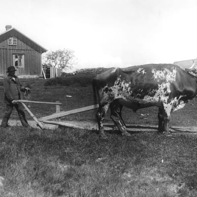 Gammal svartvit bild med jordbrukare som går efter en plog dragen av en oxe.