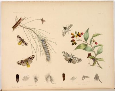 Tandspinnare från Australien tecknade av Harriet Morgan.