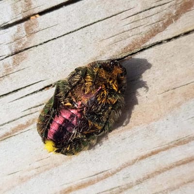 En insekt med hår och svarta, gröna, gula och röda färger ligger på rygg på en bräda.