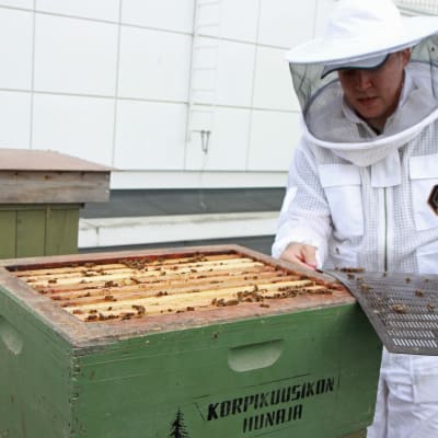 Mehiläishoitaja pesän äärellä