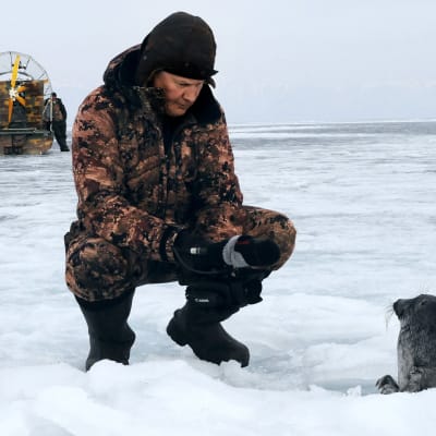 Juha Taskisen kuvaama dokumentti kertoo kuutin kasvamisesta hylkeeksi ja hylkeen elämään liittyvistä uhista.