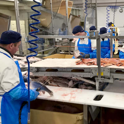 Työntekijät fileeraavat kalaa Sastamalan tehtaalla.