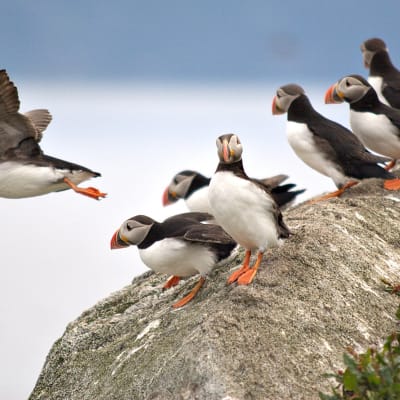 Millainen on pesimäkausi Keski-Norjan ja Lofoottien lintuvuorilla? 