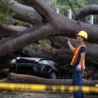 Hirmumyrsky Oton kaatama puu Panama Cityssä 22. marraskuuta.