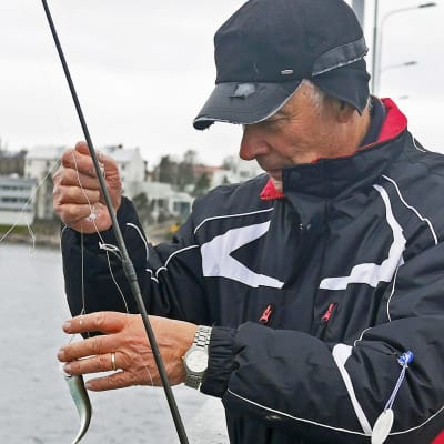 Fiskare tar loss strömming från kroken