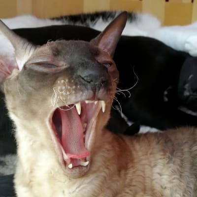 Cornish rex -kissa haukottelee. Taustalla loikoilee pari maatiaiskissaa.