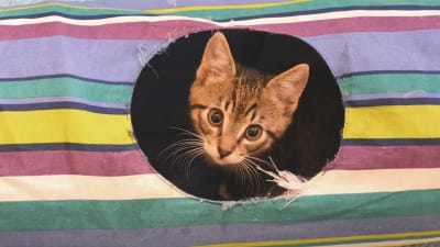 Kattunge tittar ut ur hål i katt-tunnel