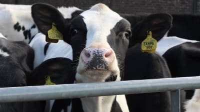 En svartvitfläckig ko av rasen Holstein.