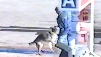 Polisen bussar en hund på gärningsmannen i gisslandramat i Borgå 2002