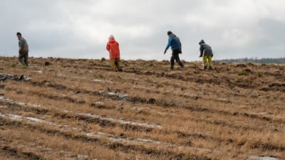 På hösten plockas skyddsplasten bort från ett jordgubbsland i Ingå
