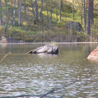Saimaannorppa rantakivellä