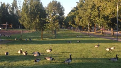 Vitkindad gås i centralparken i Pargas