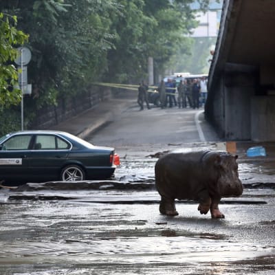 En flodhäst på rymmen i Tbilisi, Georgien efter översvämningar som dödat minst åtta personer.