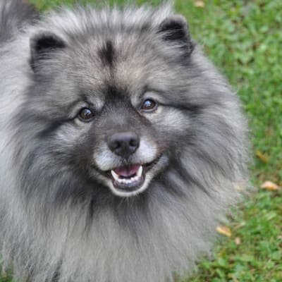 Koira