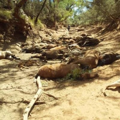 Vilda hästar som dött vid ett uttorkat vattenhål nära Santa Teresa i territoriet Northern Territory. 