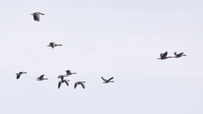 Flyttfågeln grågås flyger i en flock.