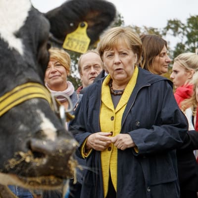 Angela Merkel ja lehmä
