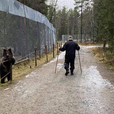 Aina karhu ja Sulo Karjalainen Kuusamon suurpetokeskus.