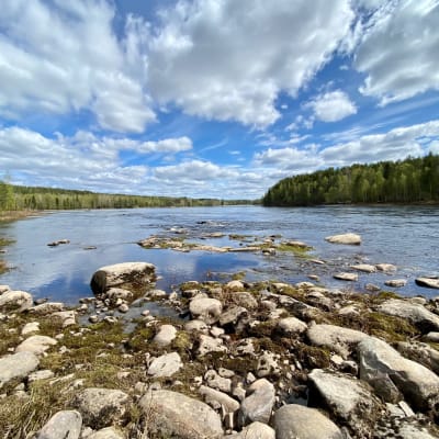 Tervakari on yksi viimisistä koskipaikoista Kemijoen pääuomassa Kemijärven alapuolella. Sierilän vesivoimala hävittäisi nämä viimeiset kosket. 