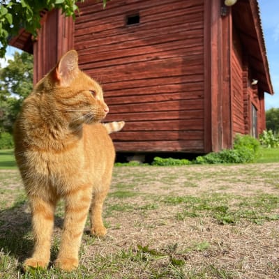Katt står framför röd ladugård.