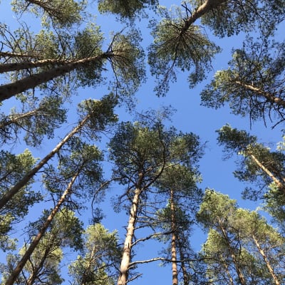 Tallar fotade underifrån. Himlen är klarblå.