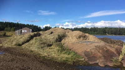 Slagen vass invid havsvik.