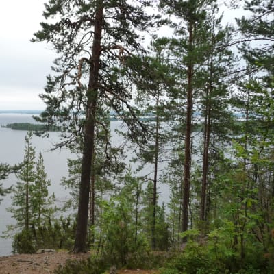 Höytiäisen järvimaisema kuvattuna Huhmarisvaaralta.