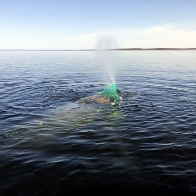 Knölvalen Lotta fastnade i en sikryssja utanför Bergö.