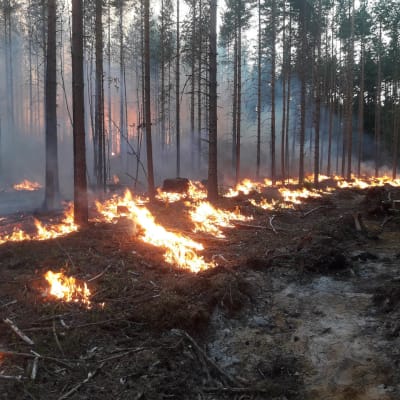 Pystymetsän polttoa